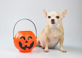 Chien chihuahua à cheveux courts brun assis sur fond blanc avec seau de citrouille d'halloween en plastique. concept de vacances pour animaux de compagnie et halloween photo