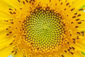 beau gros plan de tournesol dans le jardin photo