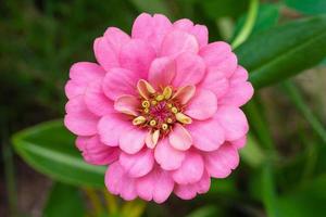 fleur de zinnia se bouchent dans le jardin photo