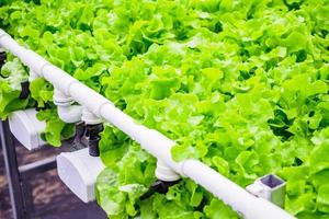 plante de salade de laitue à feuilles vertes biologiques fraîches dans un système de ferme de légumes hydroponique photo