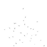 silhouette d'oiseau volant sur fond blanc photo
