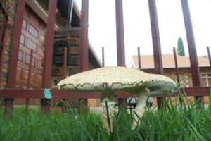 champignons dans l'herbe photo