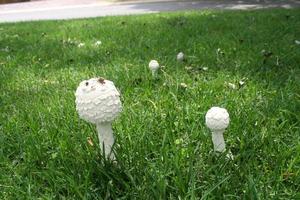 champignons dans l'herbe photo