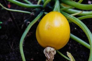 courgettes cucurbita pepo dans le vieux pays à côté de hambourg photo