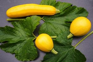 courgettes cucurbita pepo dans le vieux pays à côté de hambourg photo