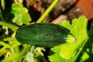 courgettes cucurbita pepo dans le vieux pays à côté de hambourg photo