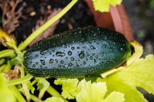 courgettes cucurbita pepo dans le vieux pays à côté de hambourg photo