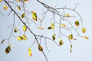 belles branches d'arbres en automne. photo