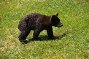 très mignon bébé ours noir marchant le long photo