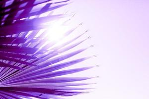 branches de palmier tonifiées de couleur violet proton photo