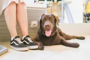 le chien est allongé près des pieds de son propriétaire sur un sol dans un café accueillant pour les chiens. le concept d'amitié entre la personne et l'animal. photo