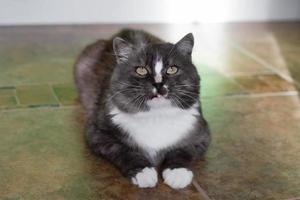 portrait de chat gris et blanc moelleux sur un sol dans la cuisine le matin ensoleillé. photo