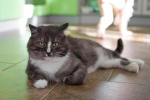 chat gris et blanc moelleux sur un sol dans la cuisine le matin ensoleillé. photo