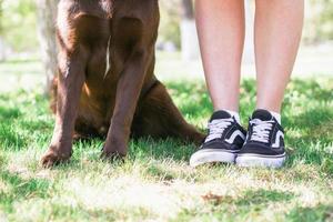 pieds humains et chiens sur l'herbe d'été. photo de pattes de chien et de jambes de femme en baskets côte à côte. le concept d'amitié entre la personne et l'animal.