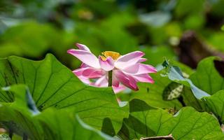 fleur de lotus qui fleurit dans l'étang