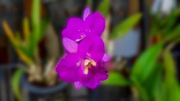 fleur d'orchidée qui fleurit dans le jardin photo