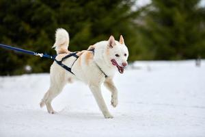 courir un chien husky sur une course de chiens de traîneau photo