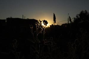 plante au coucher du soleil. coucher de soleil dans les fourrés. paysage naturel en été. photo