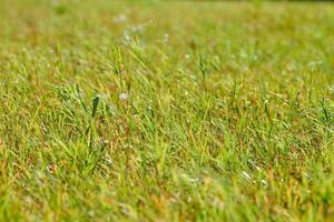 herbe verte, champ de prairie. photo