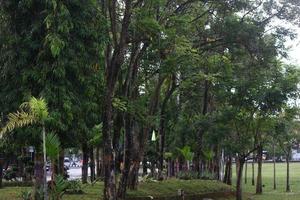 photo d'arbres verts dans un parc de la ville l'après-midi