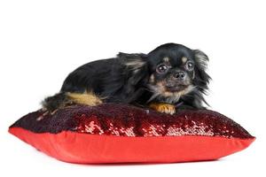 Chiot chihuahua poil long sur oreiller rouge photo