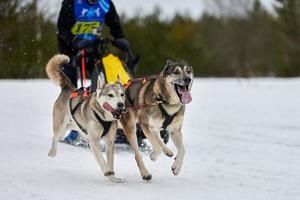 courir un chien husky sur une course de chiens de traîneau photo