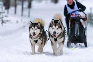 courses de chiens de traîneau. équipe de chiens de traîneau husky en course de harnais et conducteur de chien de traction. compétition de championnat de sports d'hiver. photo