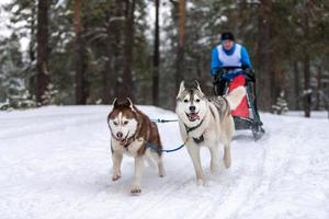 courses de chiens de traîneau. l'équipe de chiens de traîneau husky tire un traîneau avec un musher à chiens. concours d'hiver. photo