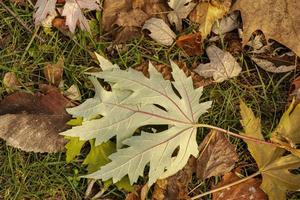 feuilles d'érable tombées sur l'herbe. fond d'automne. photo