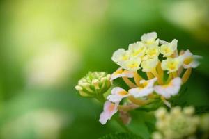 gros plan sur la nature de la fleur dans la vue sur le jardin de la feuille verte sur fond flou dans le jardin. feuilles vertes naturelles plantes utilisées comme couverture de printemps verdure environnement écologie papier peint vert lime photo