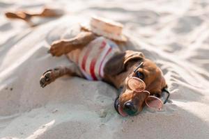 teckel nain dans une combinaison de chien rayé, des lunettes de soleil et un chapeau de paille prend un bain de soleil sur une plage de sable. voyageur canin, blogueur, blogueur-voyageur. chien aime marcher à l'extérieur à l'air frais. photo
