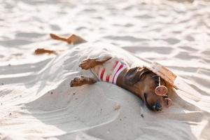 teckel nain dans une combinaison de chien rayé, des lunettes de soleil et un chapeau de paille prend un bain de soleil sur une plage de sable. voyageur canin, blogueur, blogueur-voyageur. chien aime marcher à l'extérieur à l'air frais. photo