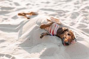 teckel nain dans une combinaison de chien rayé, des lunettes de soleil et un chapeau de paille prend un bain de soleil sur une plage de sable. voyageur canin, blogueur, blogueur-voyageur. chien aime marcher à l'extérieur à l'air frais. photo