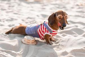 teckel nain dans une combinaison de chien rayé et un bonnet rouge prend un bain de soleil sur une plage de sable. voyageur de chien, blogueur, travelblogger. le chien aime se promener à l'air frais à l'extérieur. photo de haute qualité