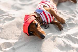 teckel nain dans une combinaison de chien rayé, des lunettes de soleil et un chapeau de paille prend un bain de soleil sur une plage de sable. voyageur canin, blogueur, blogueur-voyageur. chien aime marcher à l'extérieur à l'air frais. photo