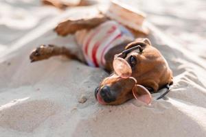 teckel nain dans une combinaison de chien rayé, des lunettes de soleil et un chapeau de paille prend un bain de soleil sur une plage de sable. voyageur canin, blogueur, blogueur-voyageur. chien aime marcher à l'extérieur à l'air frais. photo