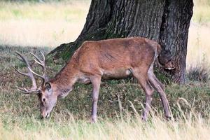 Un gros plan d'un cerf rouge dans la campagne du Cheshire photo