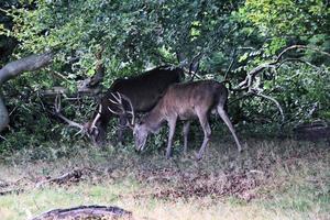 Un gros plan d'un cerf rouge dans la campagne du Cheshire photo