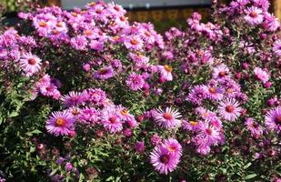 de beaux chrysanthèmes lumineux fleurissent en automne dans le jardin. photo