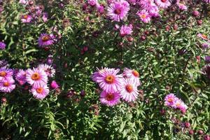 de beaux chrysanthèmes lumineux fleurissent en automne dans le jardin. photo