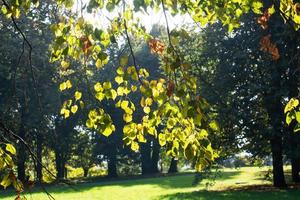 automne dans le parc de la ville, arbres au feuillage jaune photo