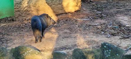 cochon sauvage brésilien connu sous le nom de pécari photo