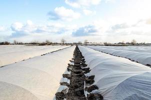 plantation de pommes de terre de ferme abritée avec du tissu agricole non tissé spunbond spunlaid. Effet de serre. vendanges précoces, à l'abri du gel et du vent. technologies innovantes en agriculture photo