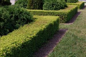clôture de haie verte de forme carrée séparée de la pelouse sèche avec des copeaux de granit rouge photo