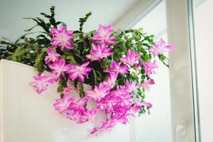 cactus de vacances fleurissant en hiver, plante d'intérieur à fleurs schlumbergera photo