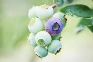 De plus en plus de myrtilles sur bush, gros plan de fruits non mûrs vaccinium corymbosum berry photo