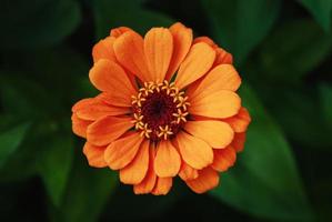 gros plan de fleur d'oranger, fleur de zinnia unique dans le jardin, vue de dessus photo