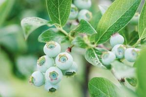 De plus en plus de bleuets verts sur bush, gros plan de fruits de vaccinium non mûrs photo