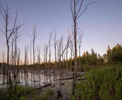 matin dans le marais d'été avec des troncs d'arbres morts droits gris secs verticaux photo
