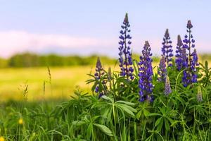 lupins dans le champ avec mise au point sélective photo